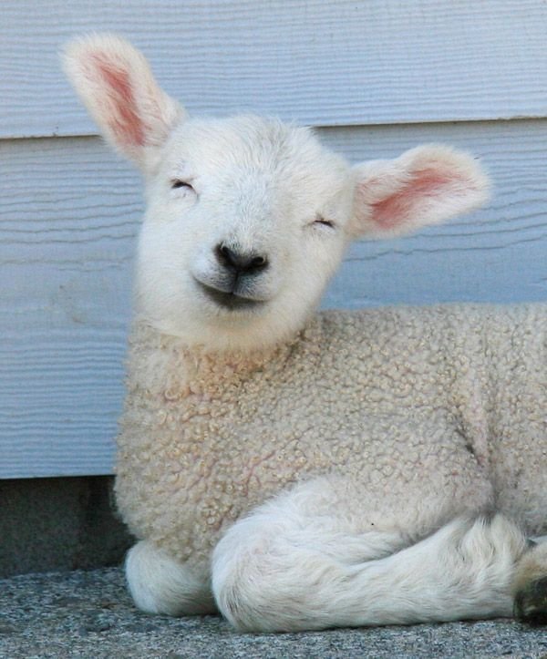 Sheep smiling
